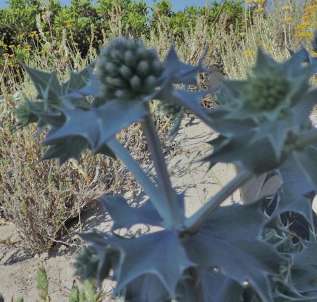 Sardegna nord est 4 - Eryngium maritimum